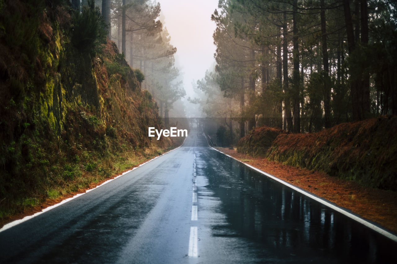 EMPTY ROAD AMIDST TREES AGAINST PLANTS