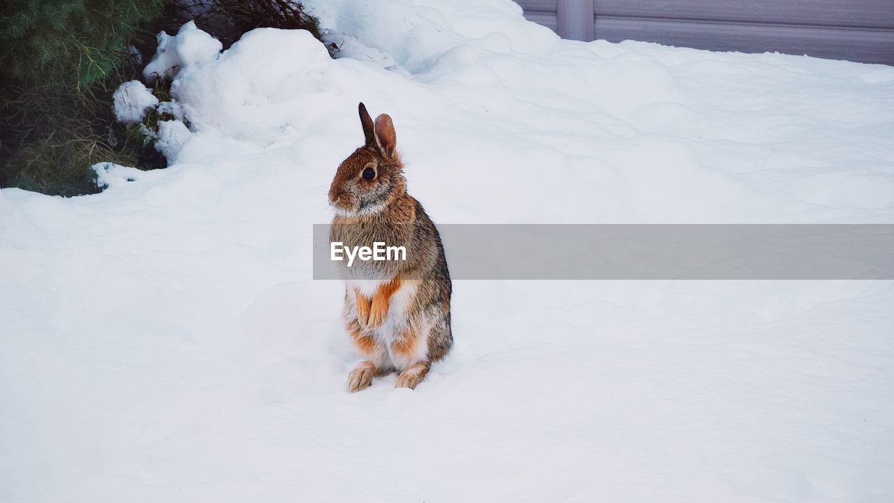 Rabbit on snow covered ground