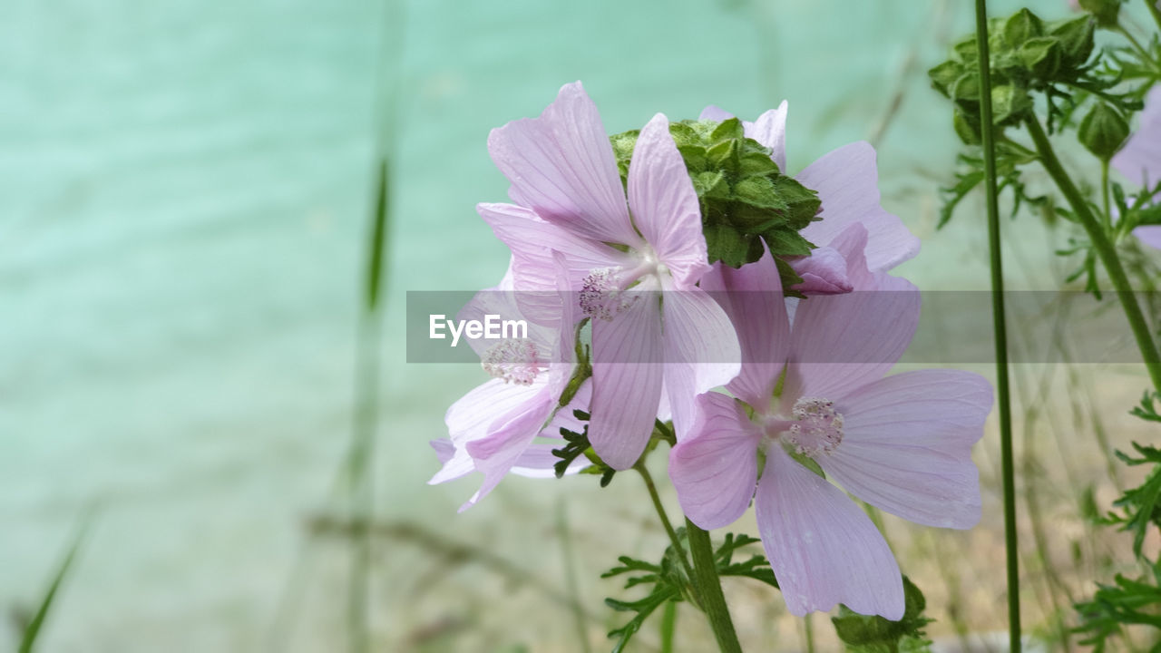 Musk mallow, close-up of pink flowering plant