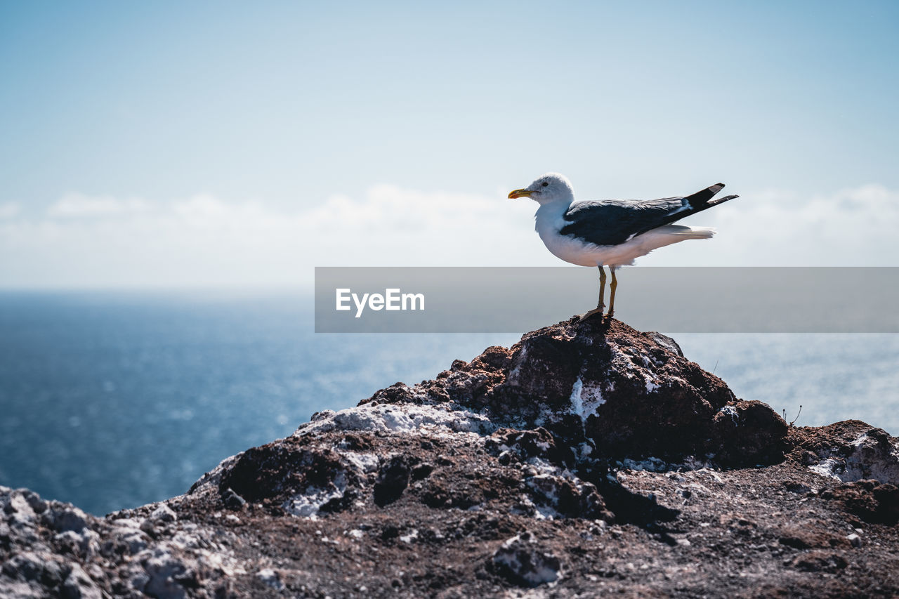 Close-up of seagull perching on rock against sea