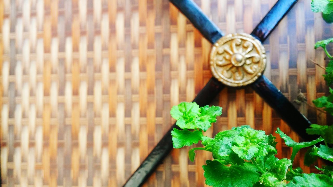 Close-up of wood and plant 