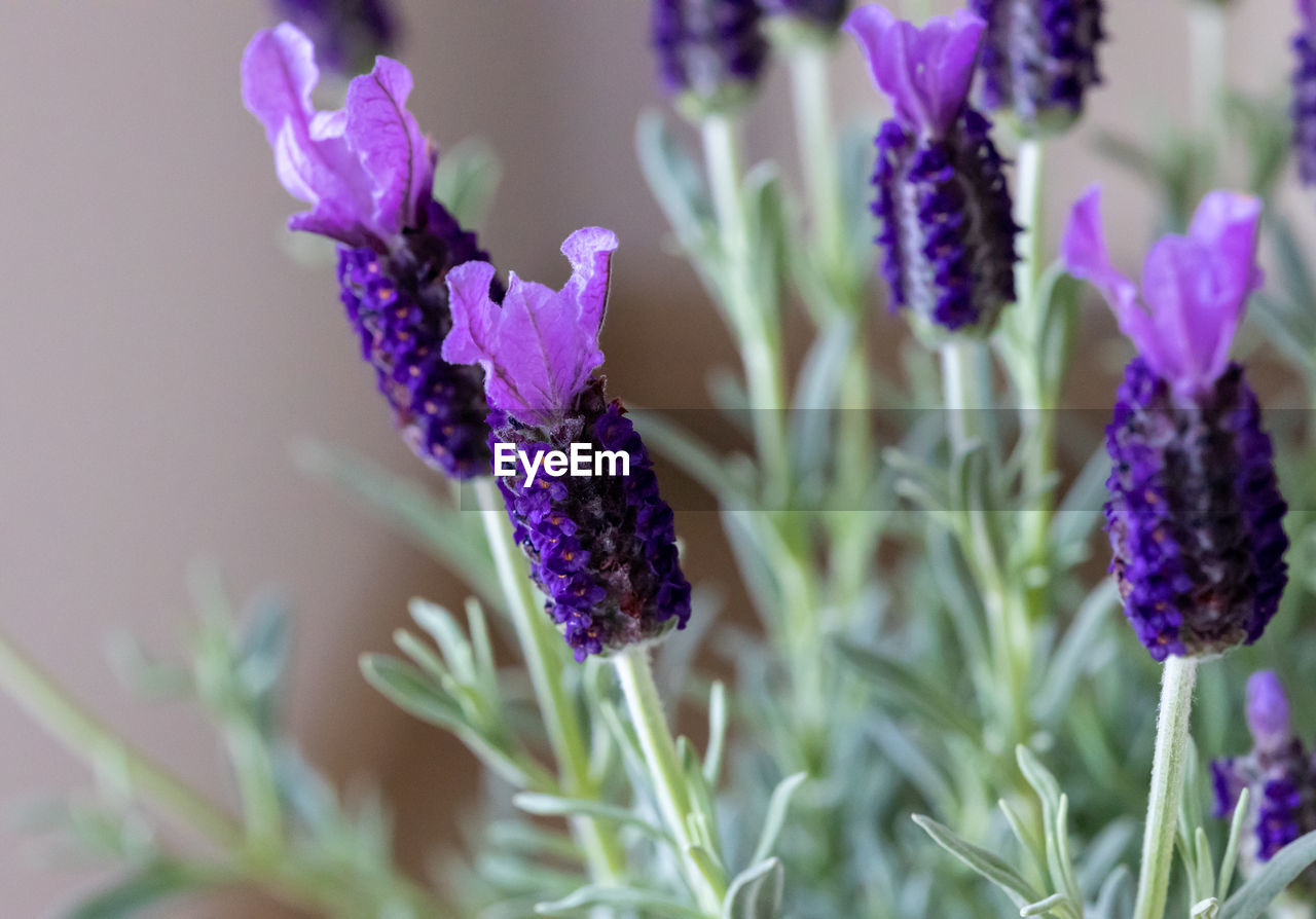 CLOSE-UP OF PURPLE FLOWERING PLANT AGAINST BLURRED BACKGROUND