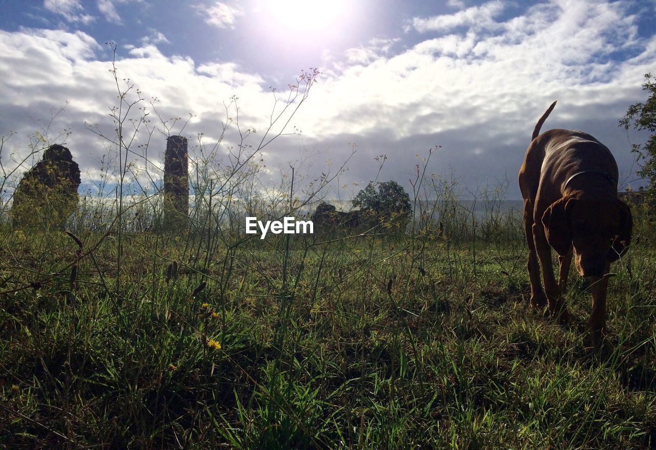 Dog on grassy field against cloudy sky