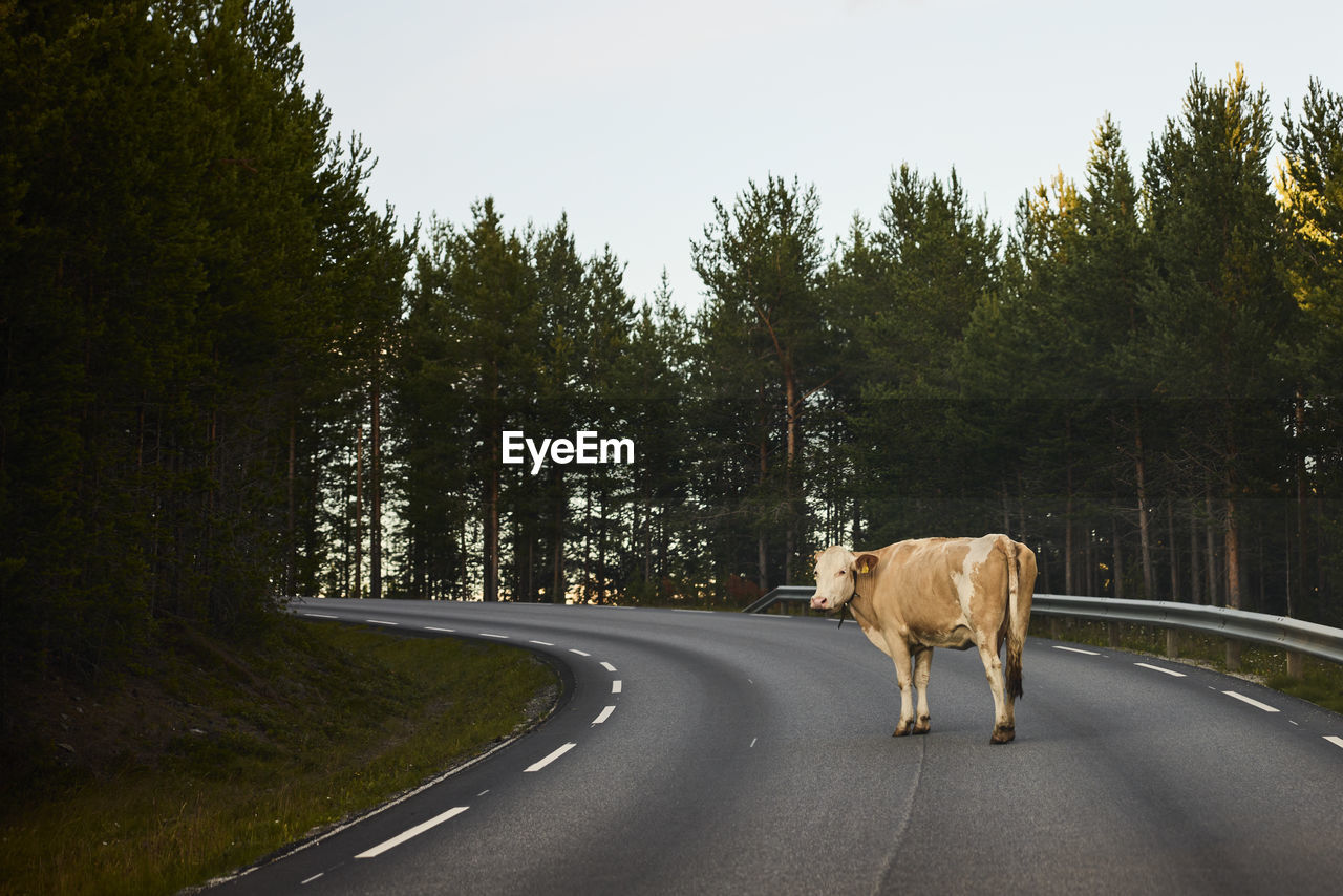 Cow blocking road