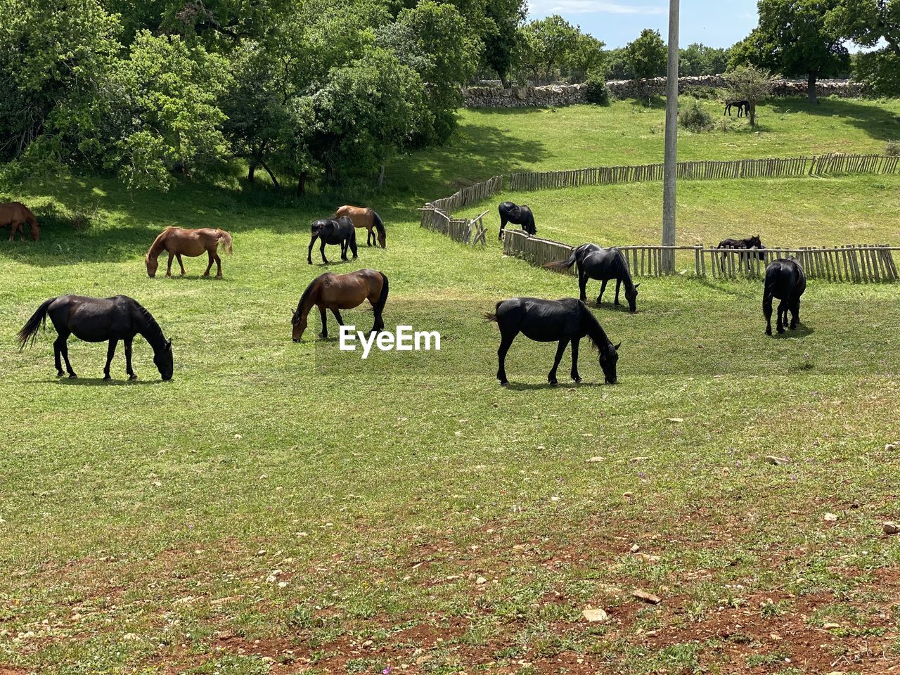 VIEW OF ANIMALS ON FIELD