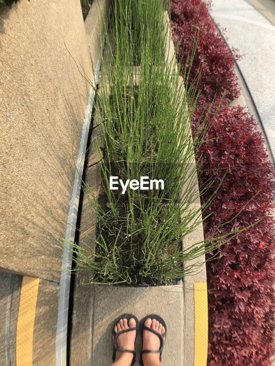 LOW SECTION OF MAN STANDING BY PLANTS