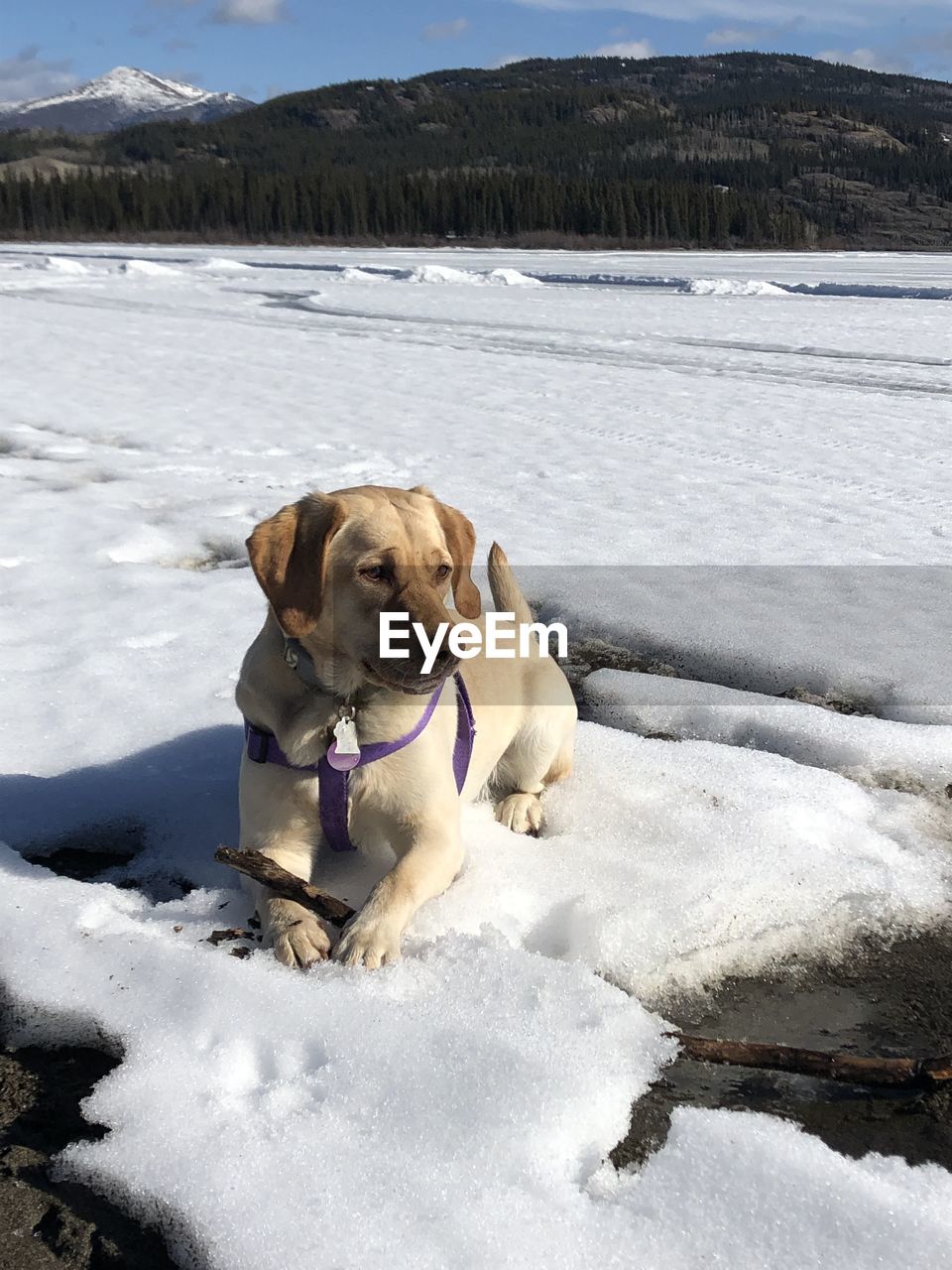 Dog on snow covered frozen lake. marsh lake, yukon