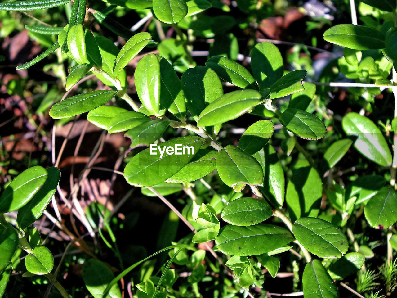 HIGH ANGLE VIEW OF PLANTS GROWING IN PARK