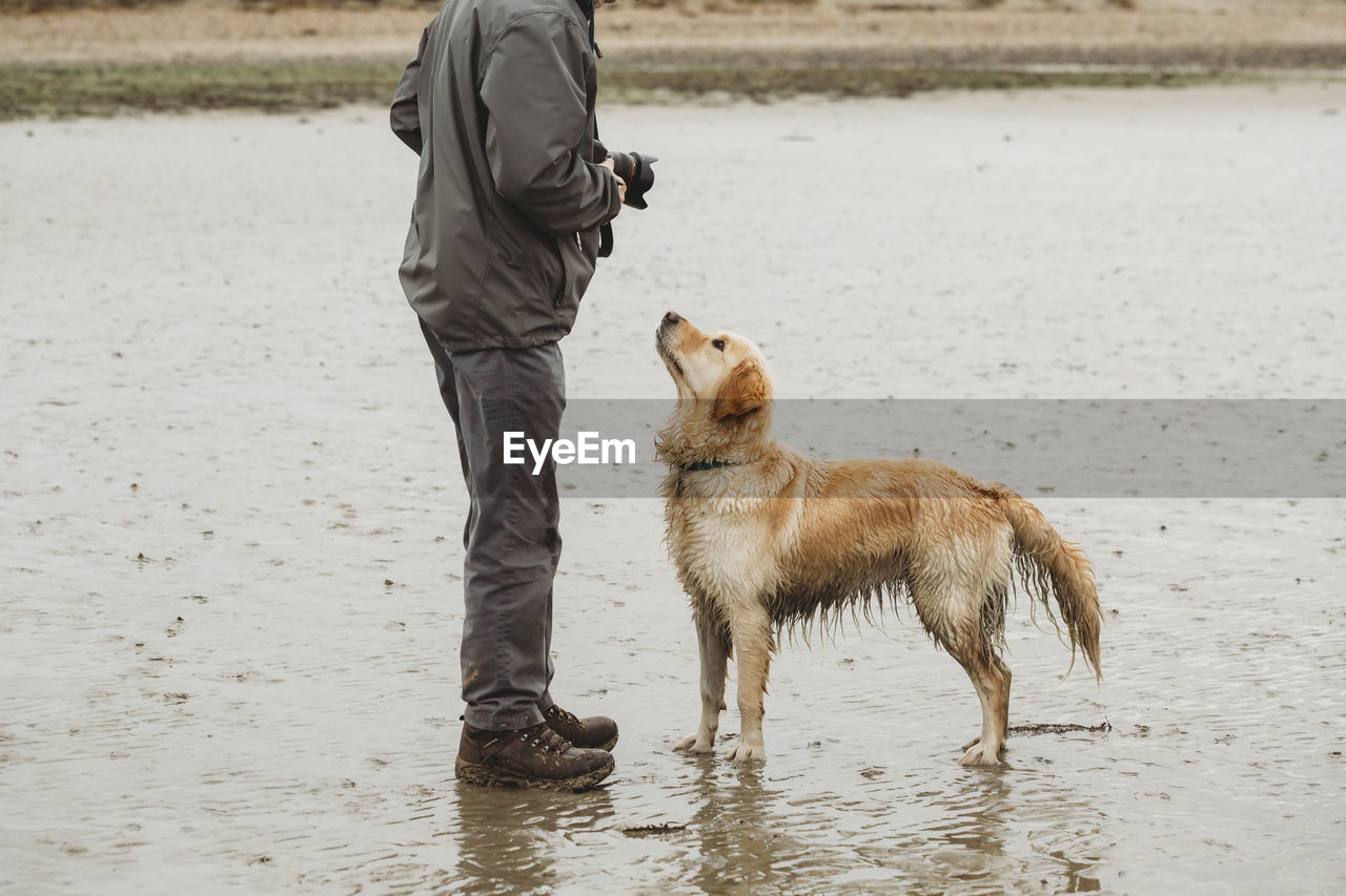 Golden retriever dog on beach looking up at owner