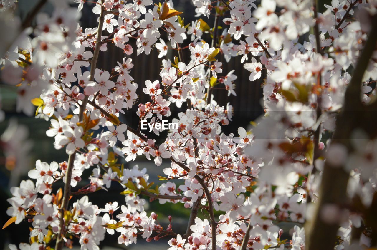 Close-up of cherry blossom tree