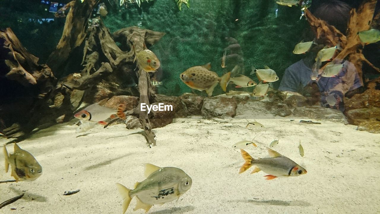 HIGH ANGLE VIEW OF FISH IN AQUARIUM