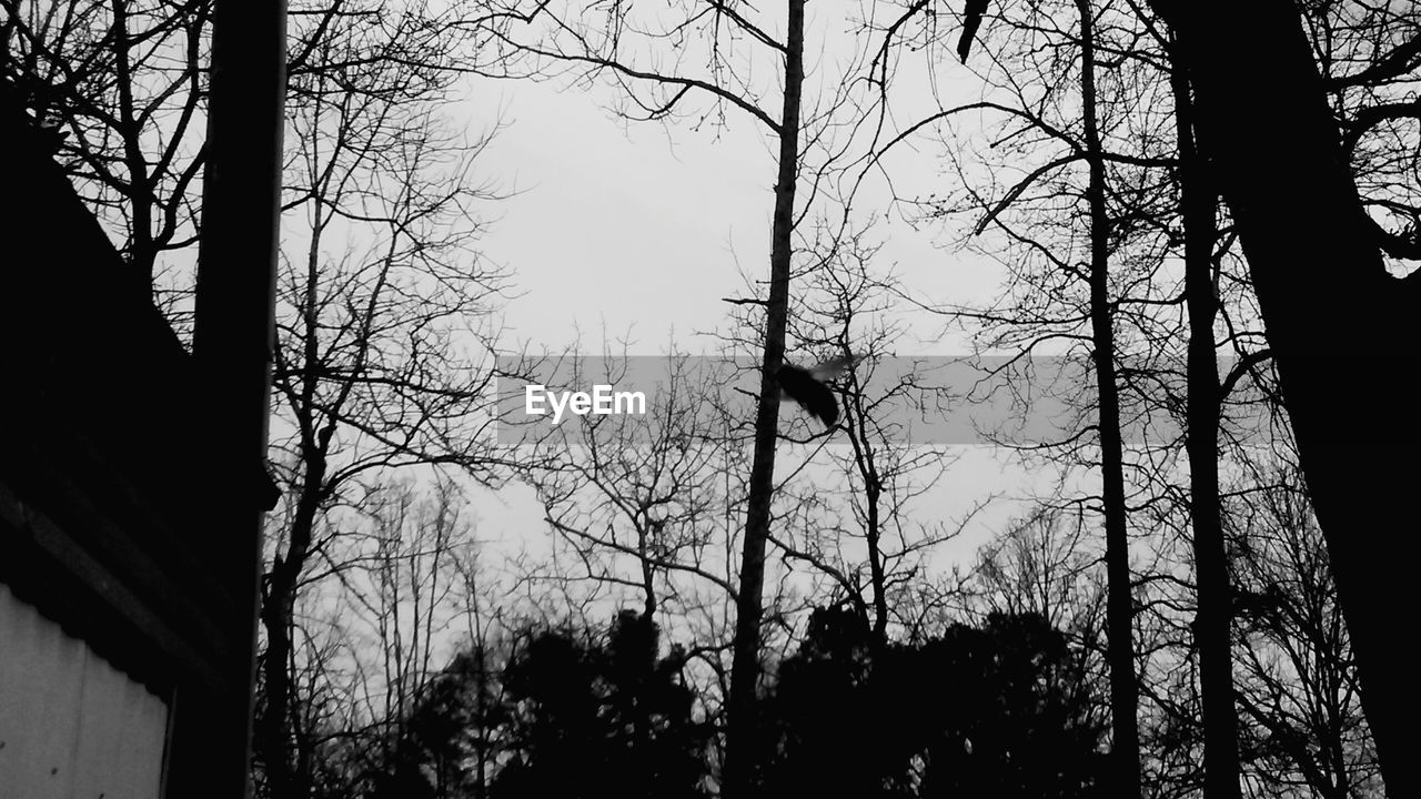 LOW ANGLE VIEW OF BARE TREES AGAINST SKY