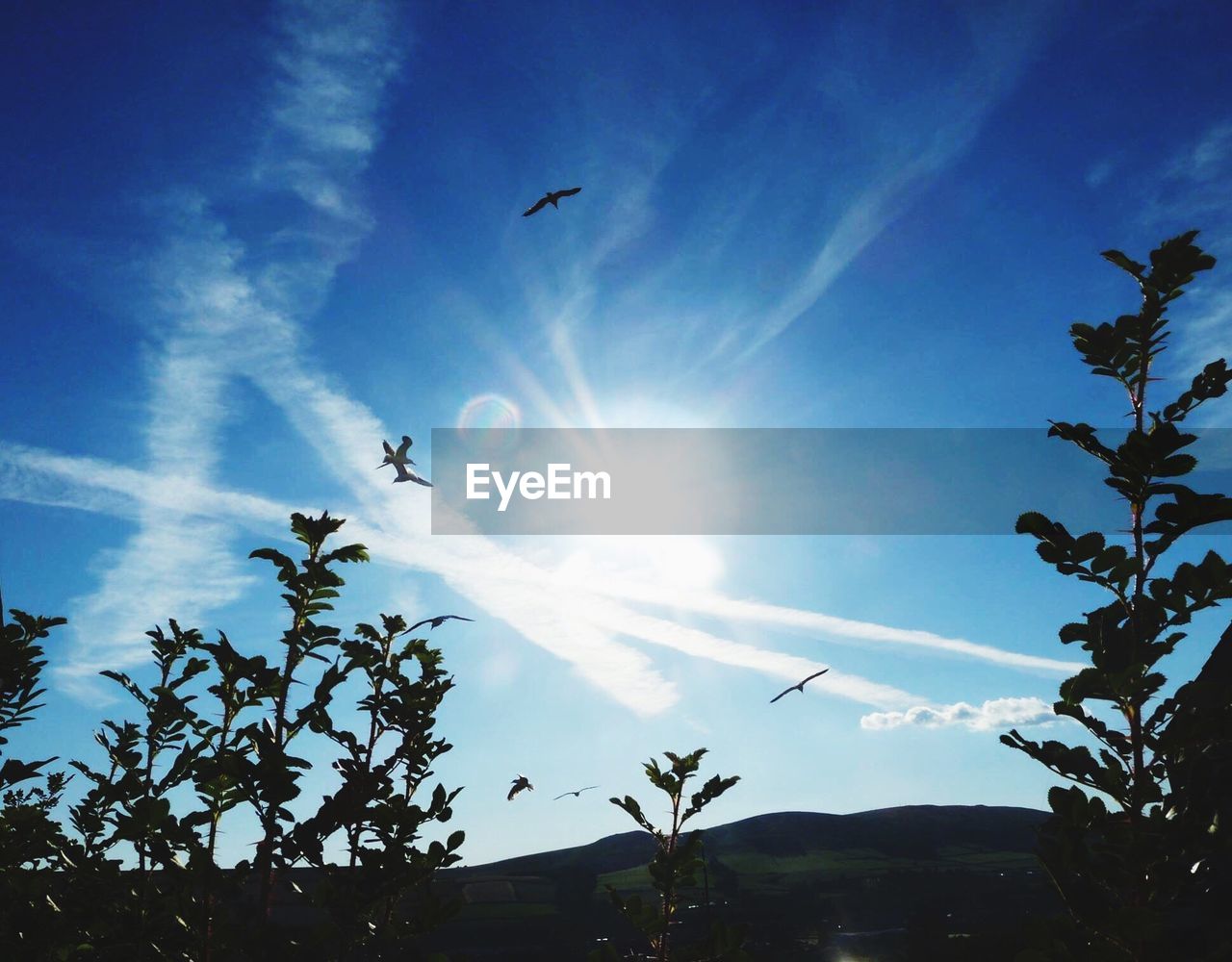 Low angle view of silhouette birds flying over plants against sky