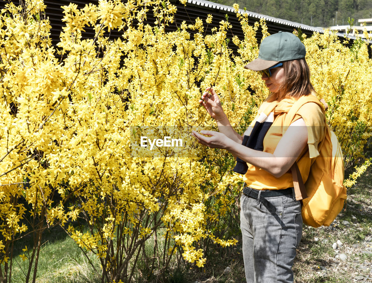 Beautiful young woman in cap with yellow backpack among flowering forsythia touching branch spring 