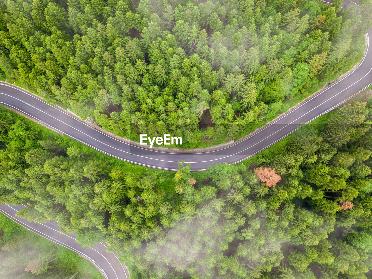 Aerial view of winding road in high mountain pass trough dense green pine woods.