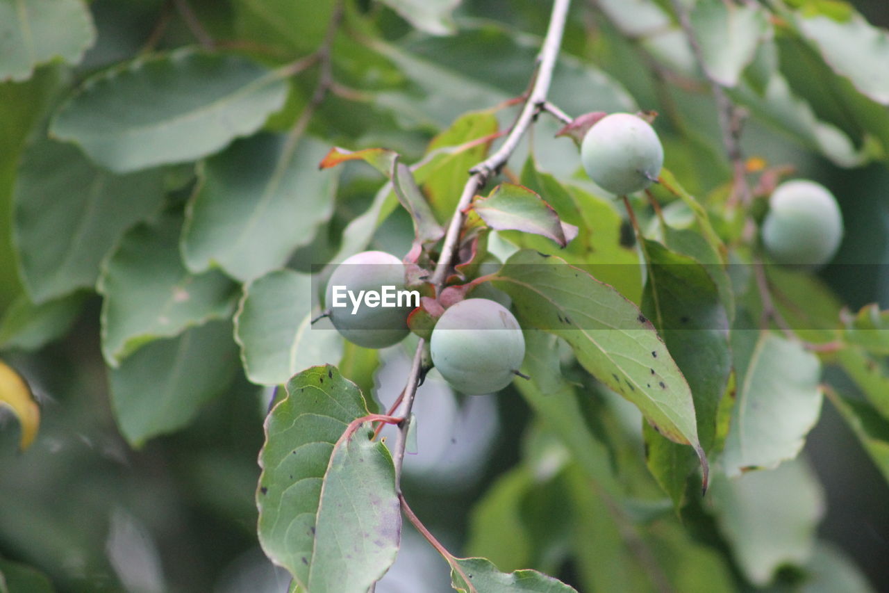 CLOSE-UP OF BERRIES ON TREE