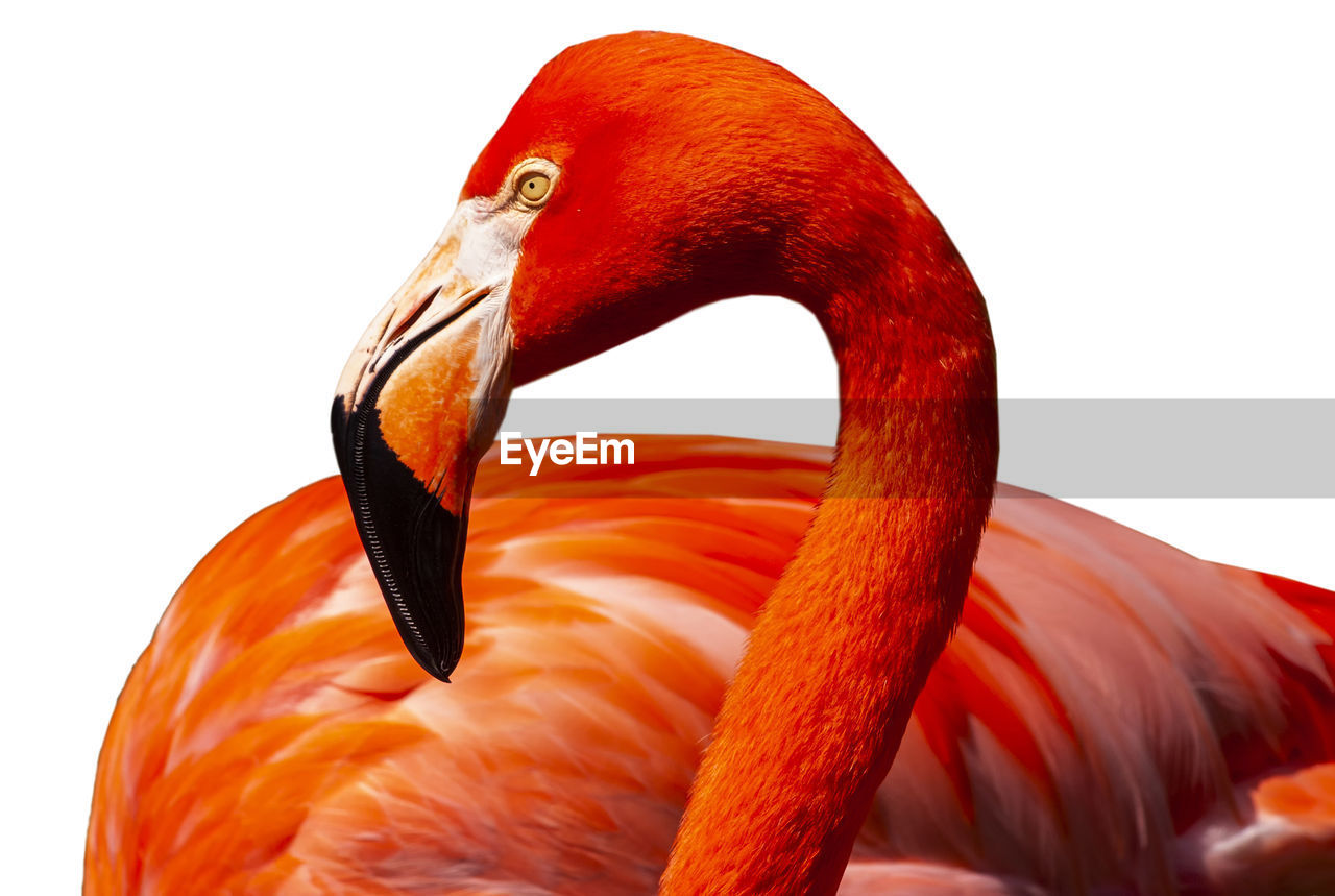 Pink flamingo isolated on white.