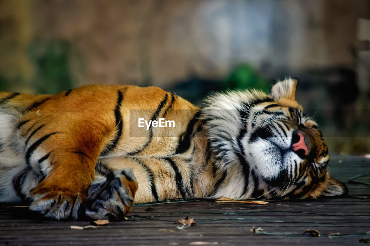 Tiger resting in a zoo