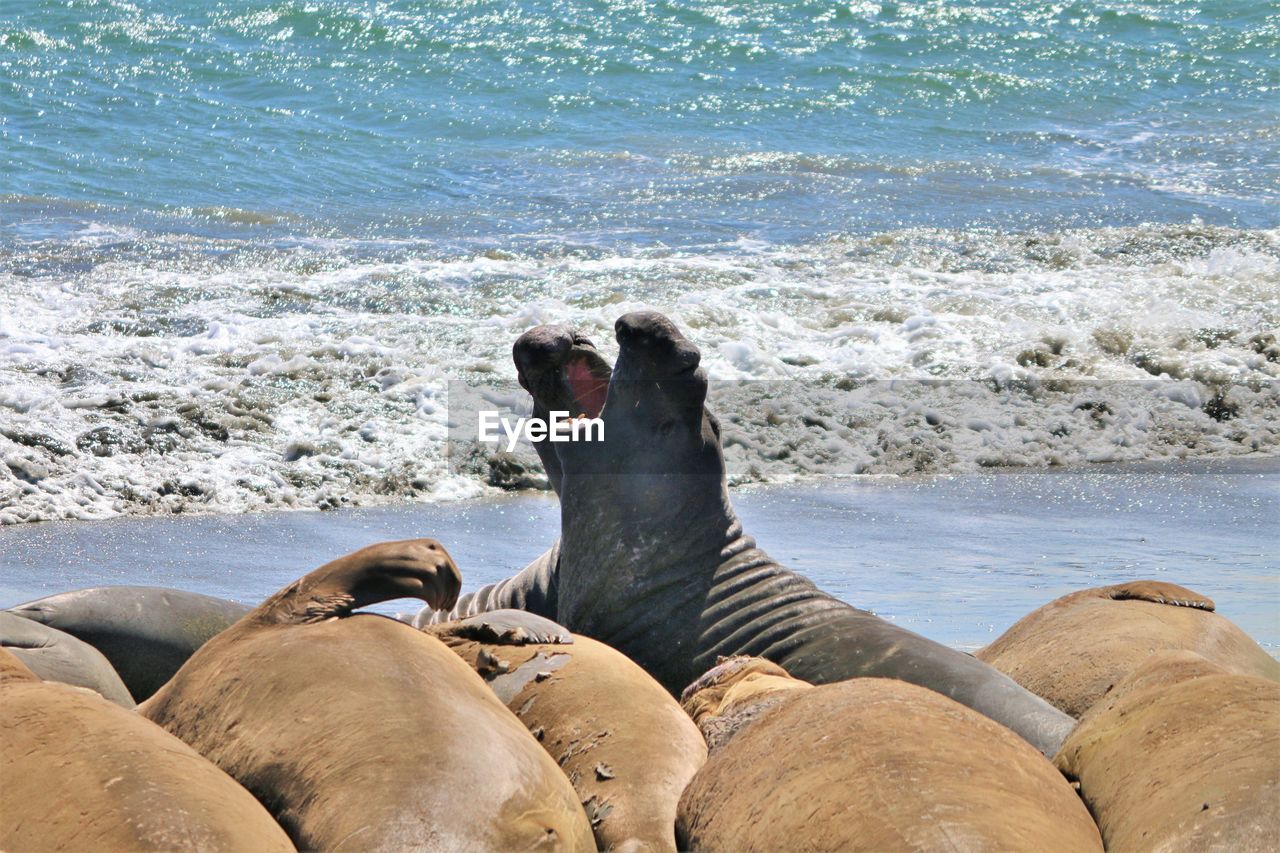 Sea elephants fighting near hearst castle