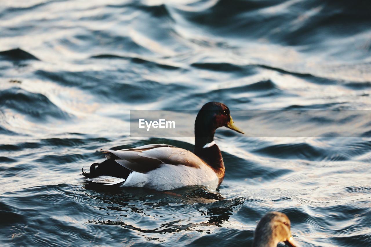 Duck swimming in lake