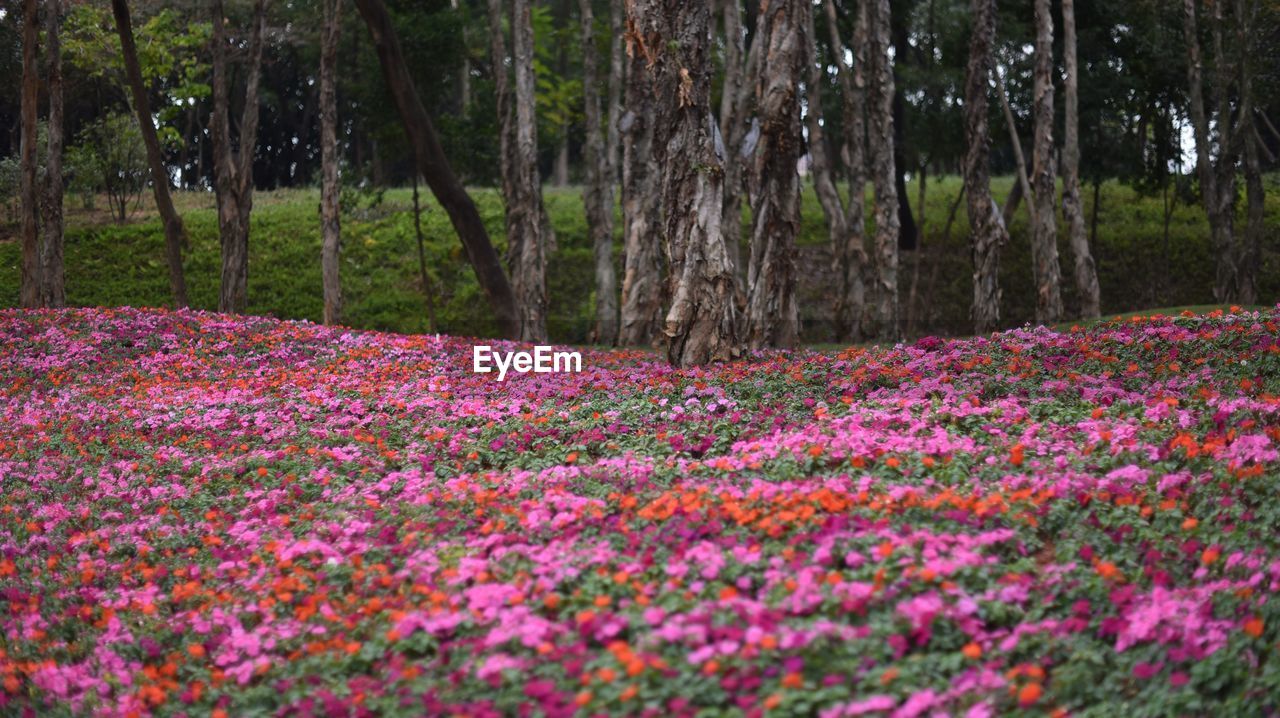 CLOSE-UP OF FLOWERS GROWING IN FIELD