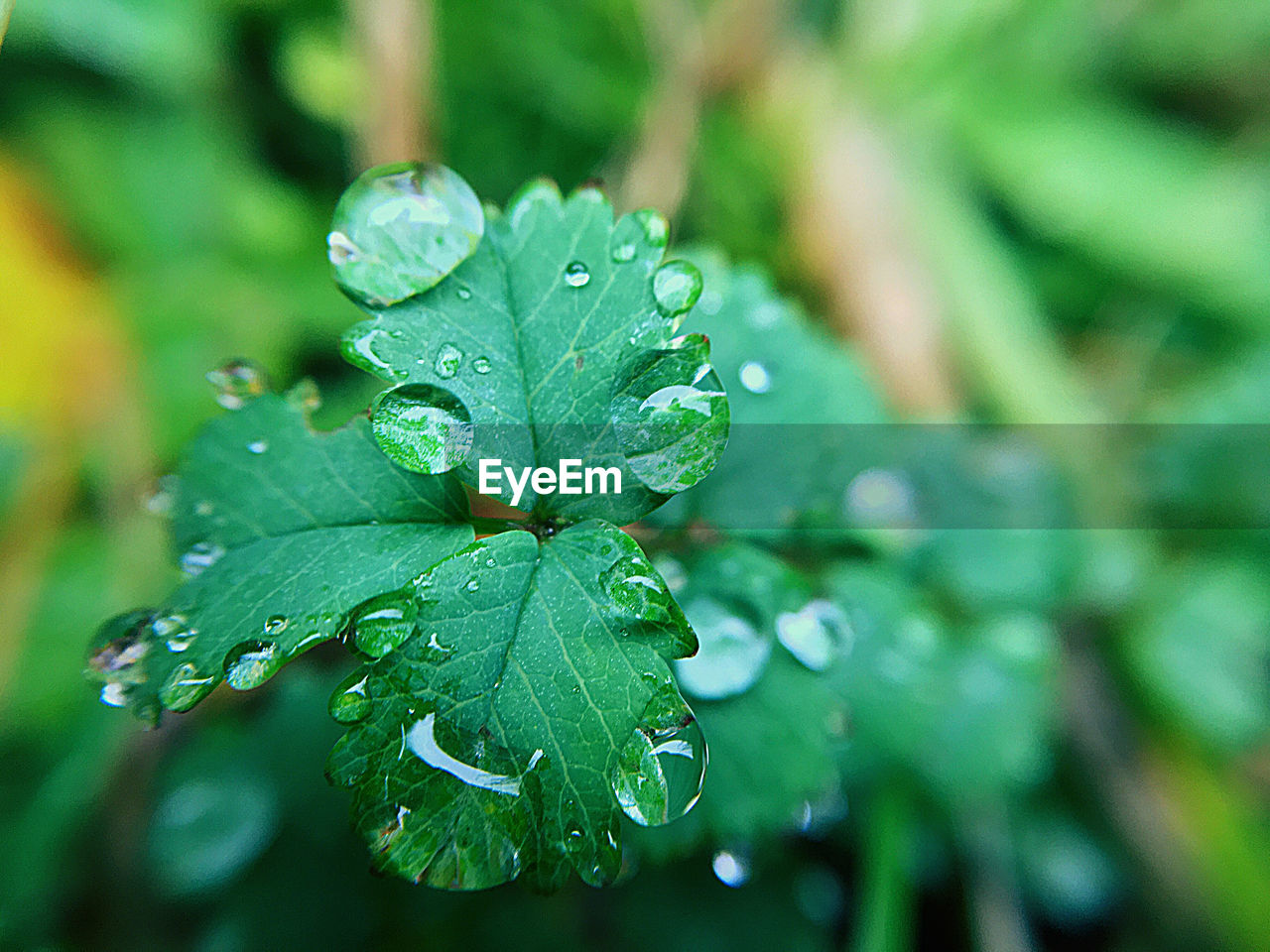 Close-up of raindrops on leaves