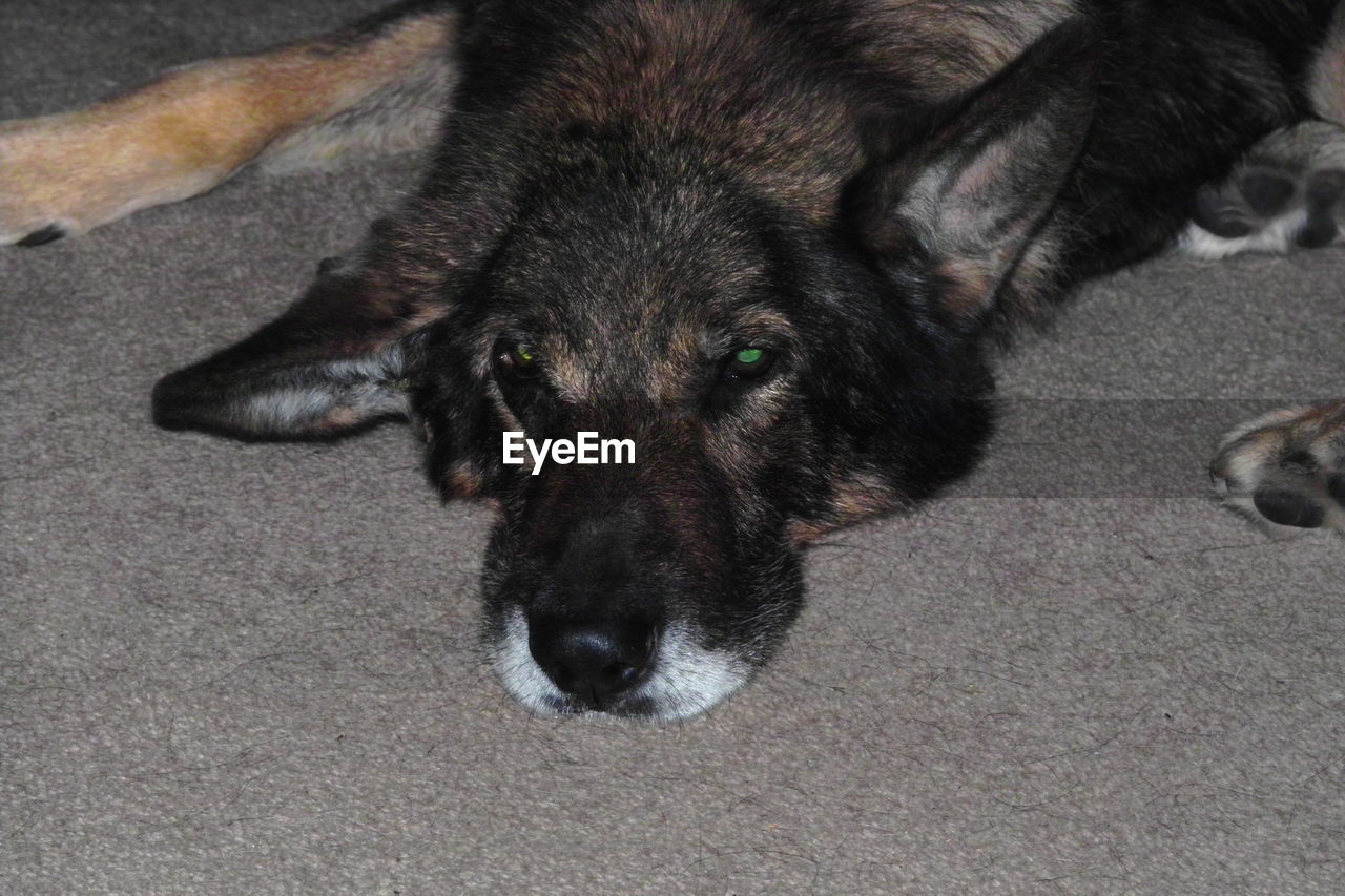 CLOSE-UP OF DOG SLEEPING