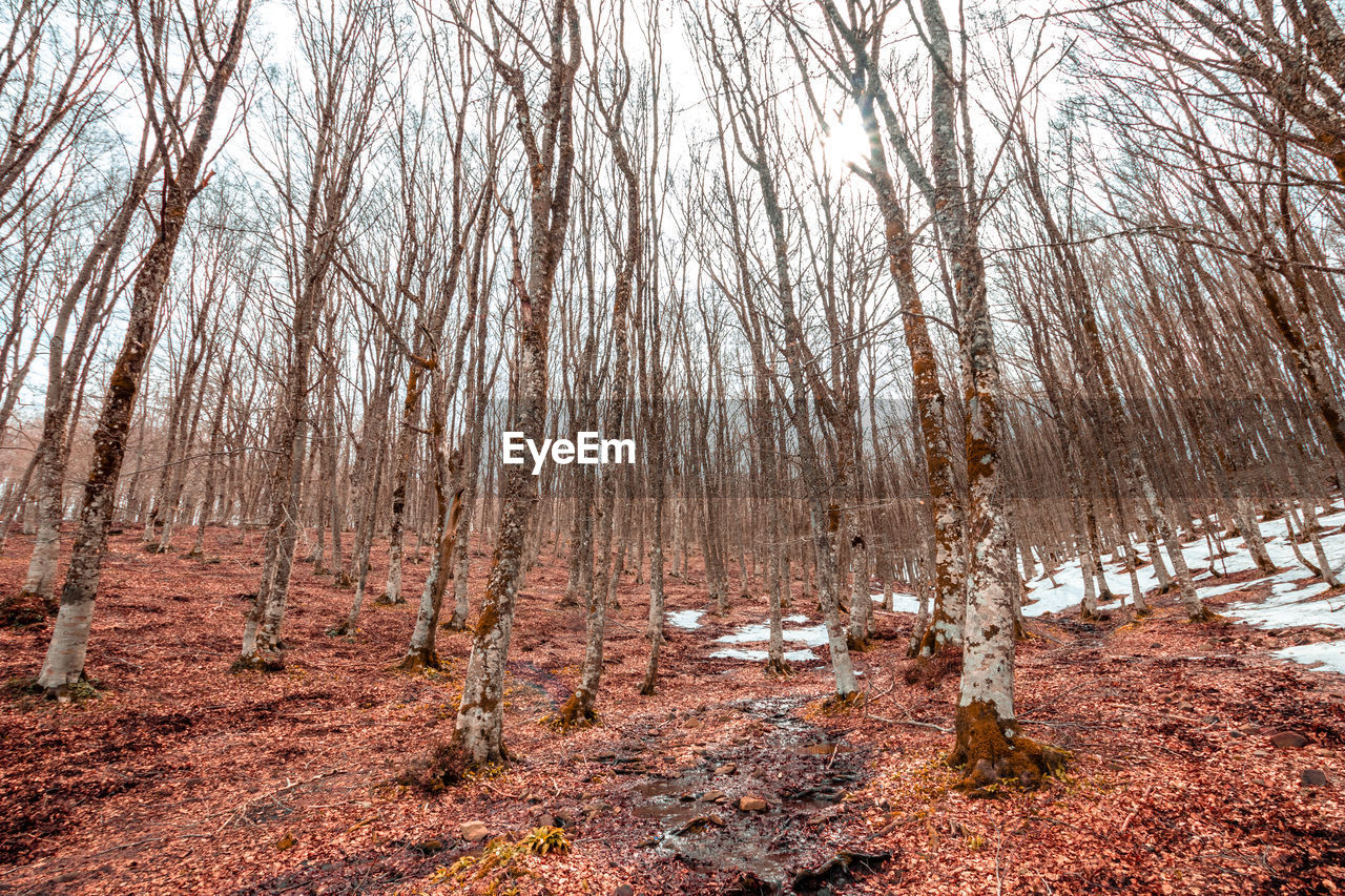 Bare trees in forest