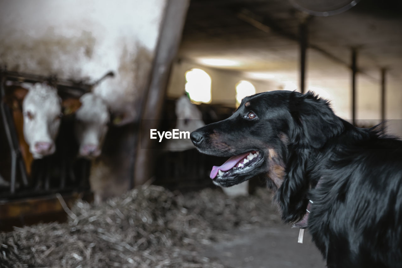 CLOSE-UP OF A DOG