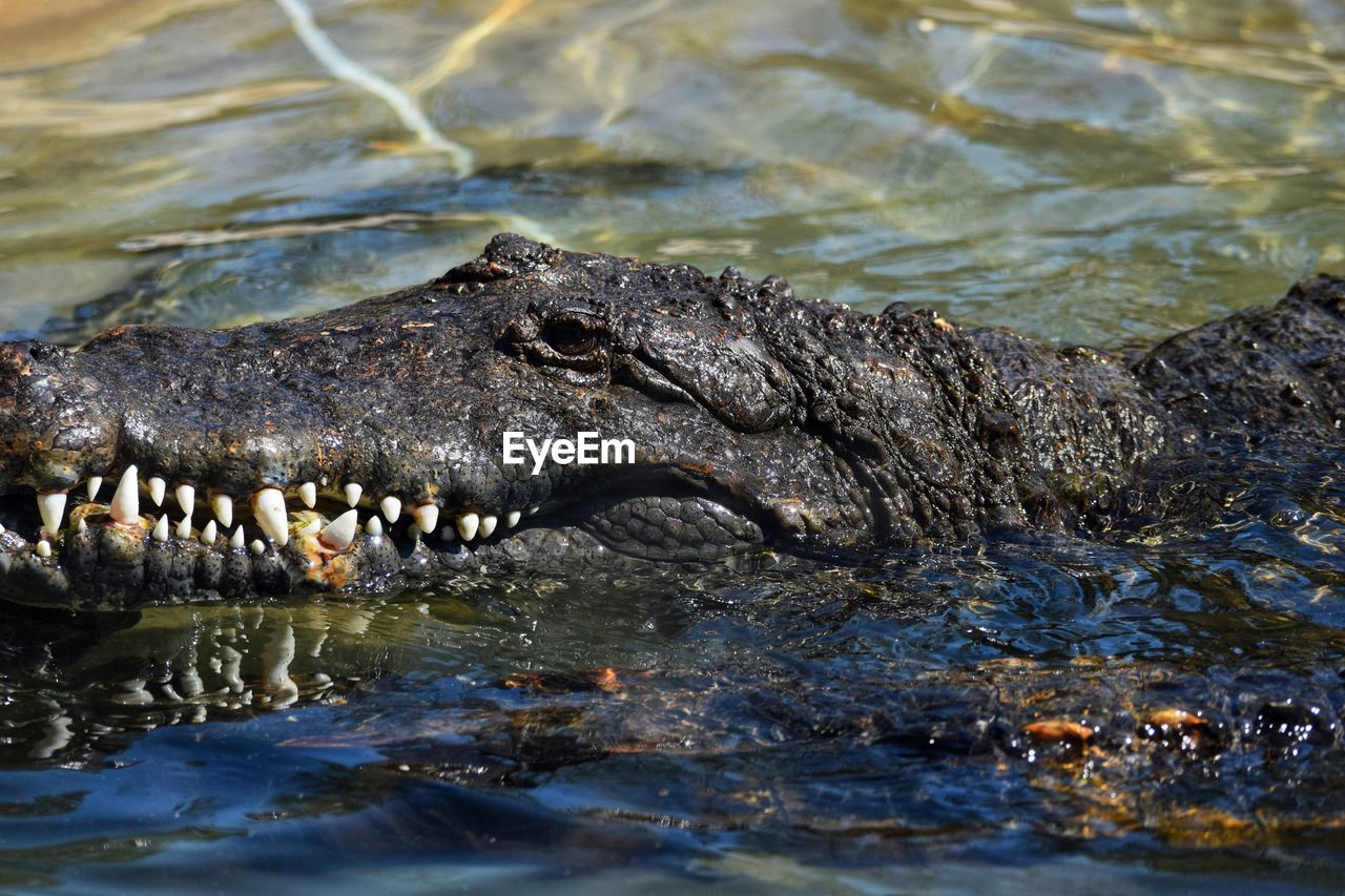 HIGH ANGLE VIEW OF CROCODILE ON RIVER