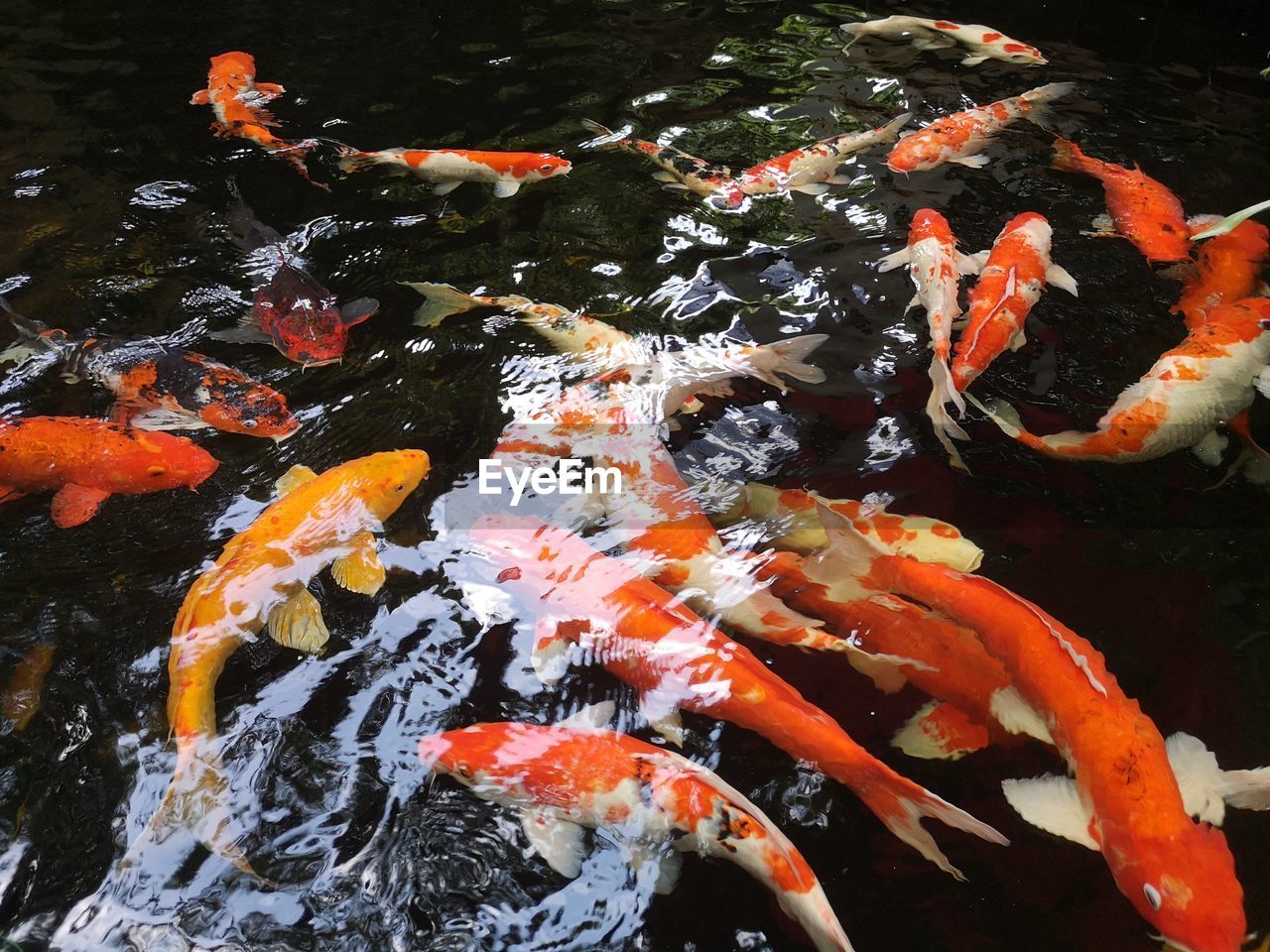 HIGH ANGLE VIEW OF KOI CARPS IN POND