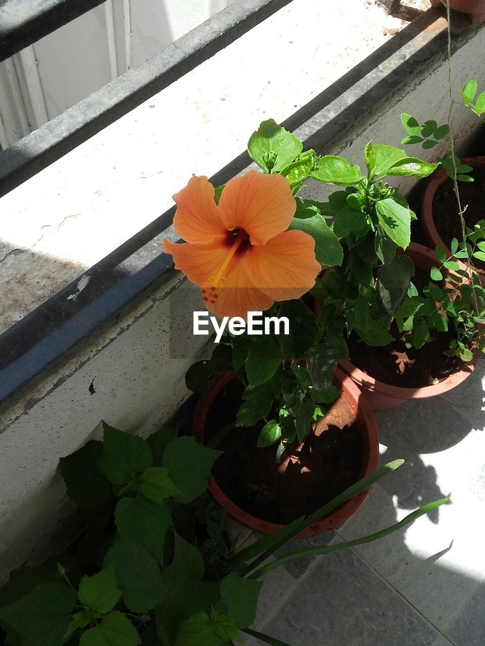 CLOSE-UP OF PINK FLOWER BLOOMING OUTDOORS