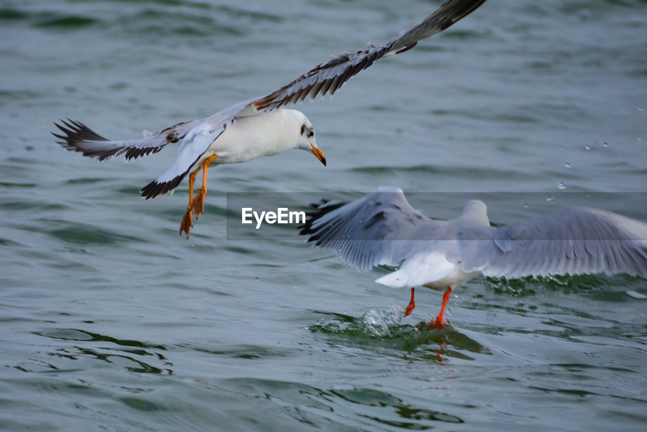 SEAGULLS FLYING IN SEA