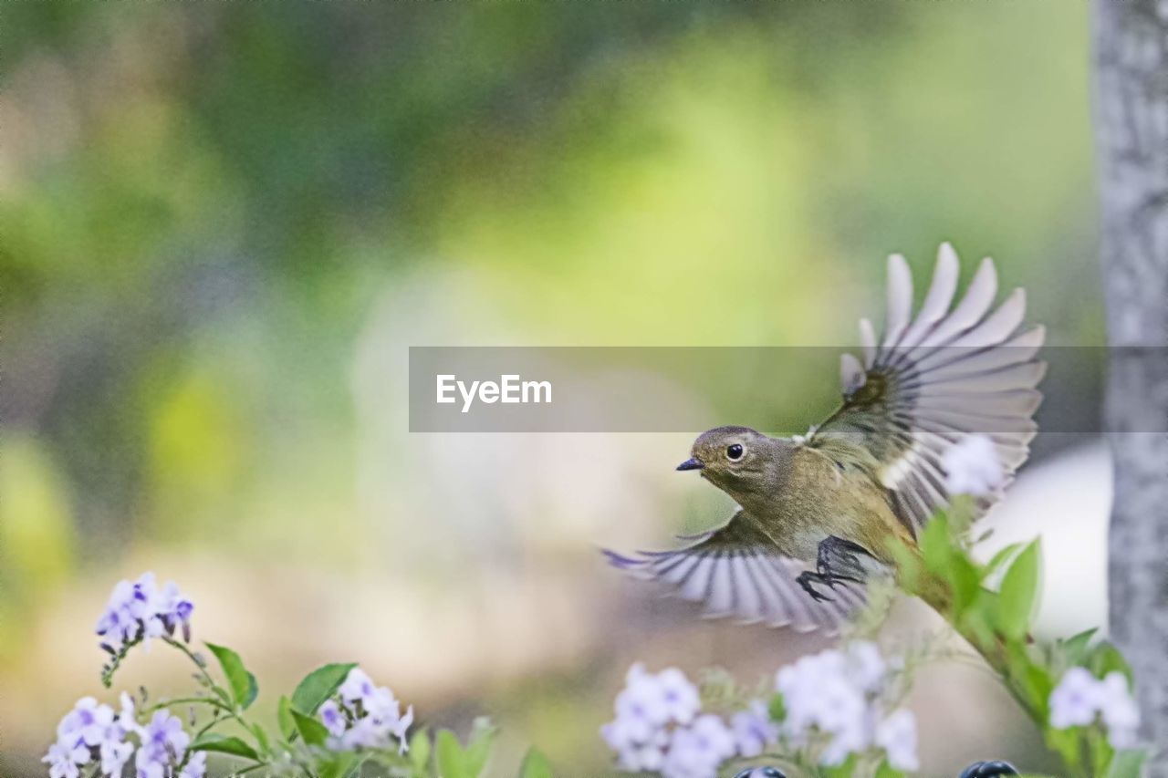 Close-up of bird perching on plant