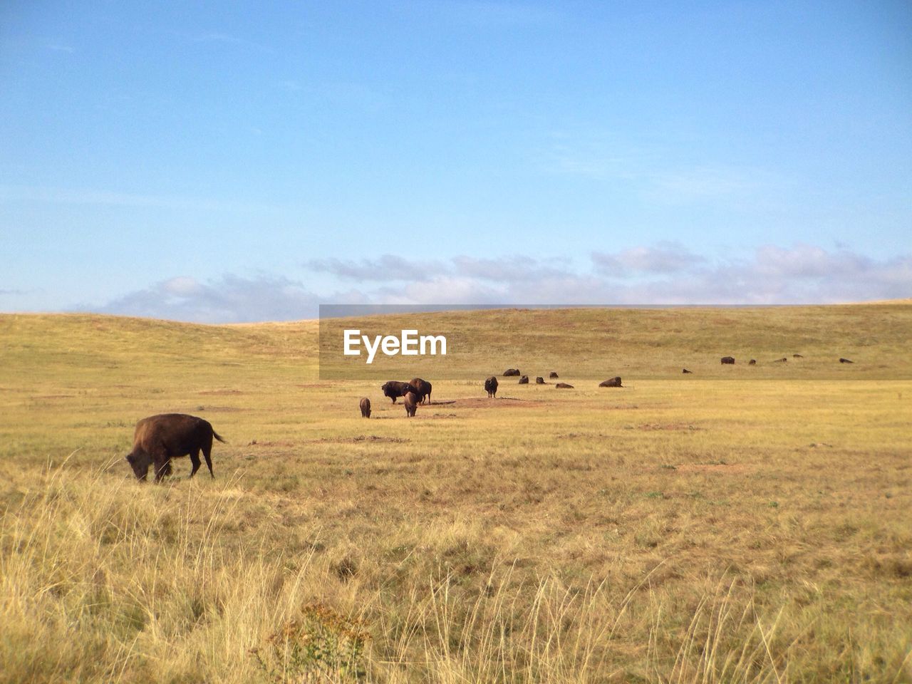 American bison grazing in custer state park against sky