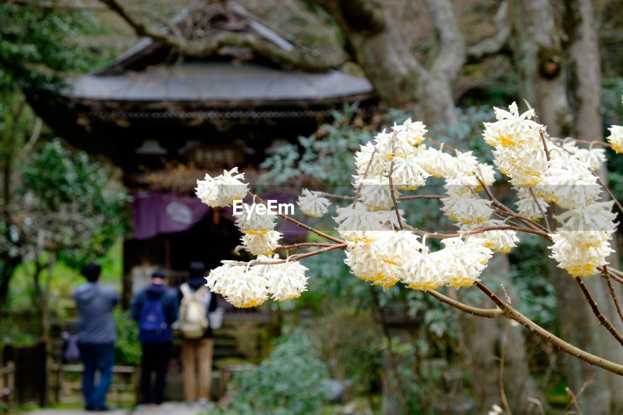 Close-up of white flowers blooming in park