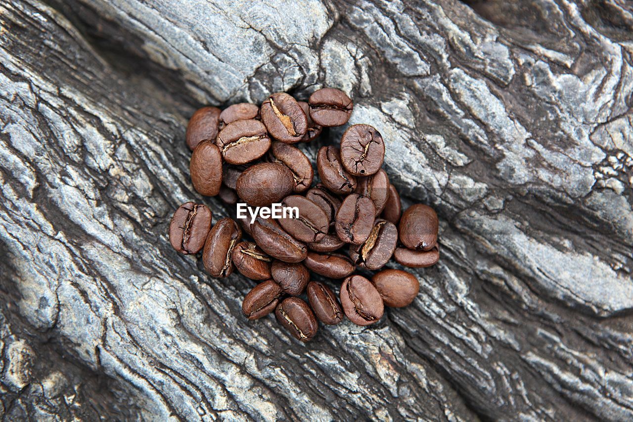 CLOSE-UP OF COFFEE BEANS IN TREE TRUNK