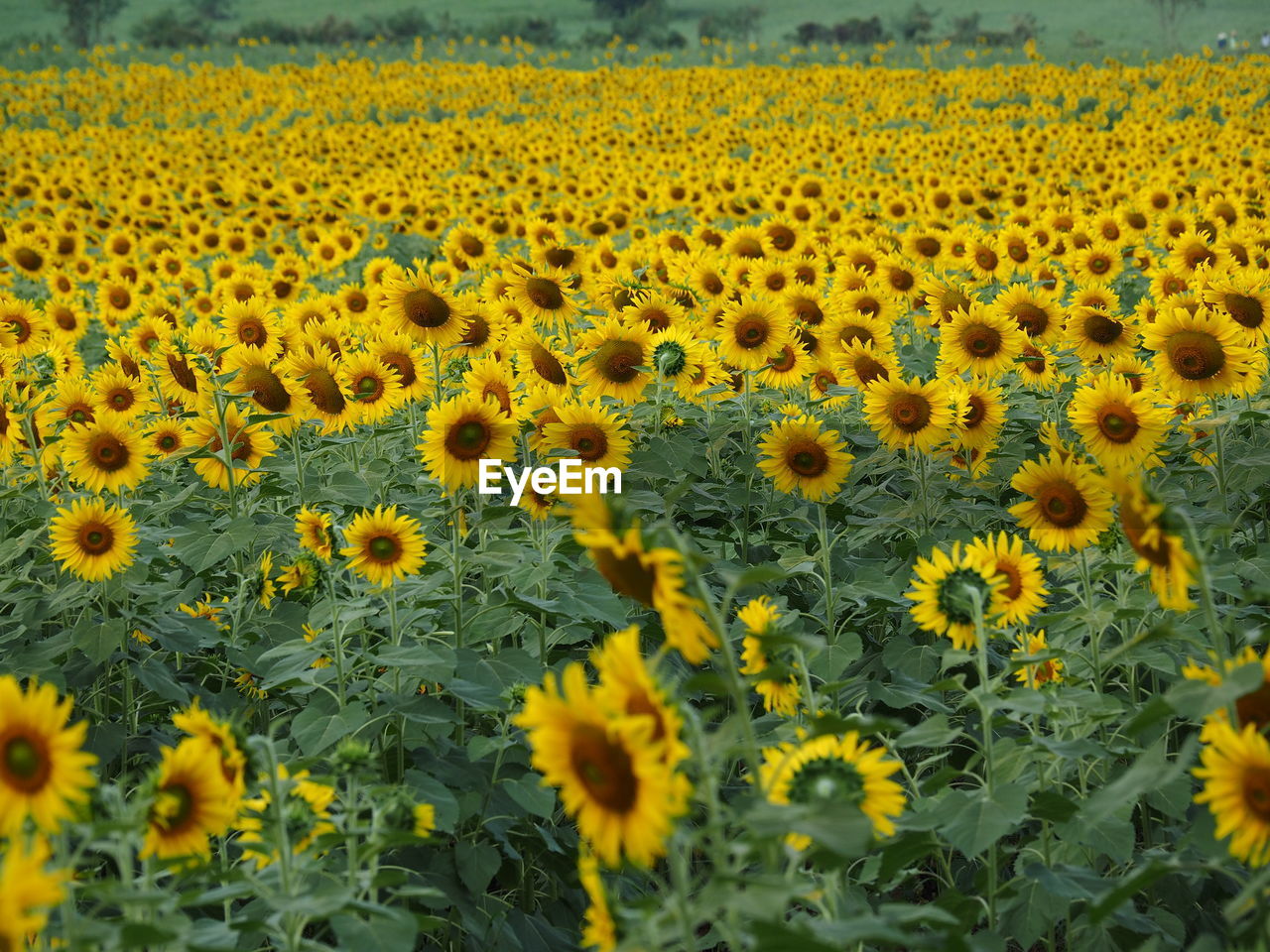 SCENIC VIEW OF SUNFLOWERS