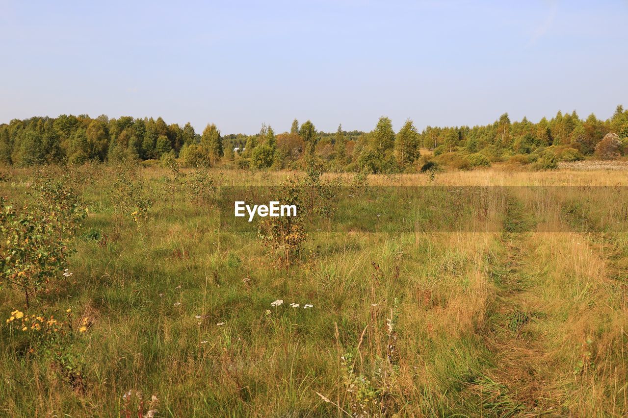 Scenic view of field against clear sky