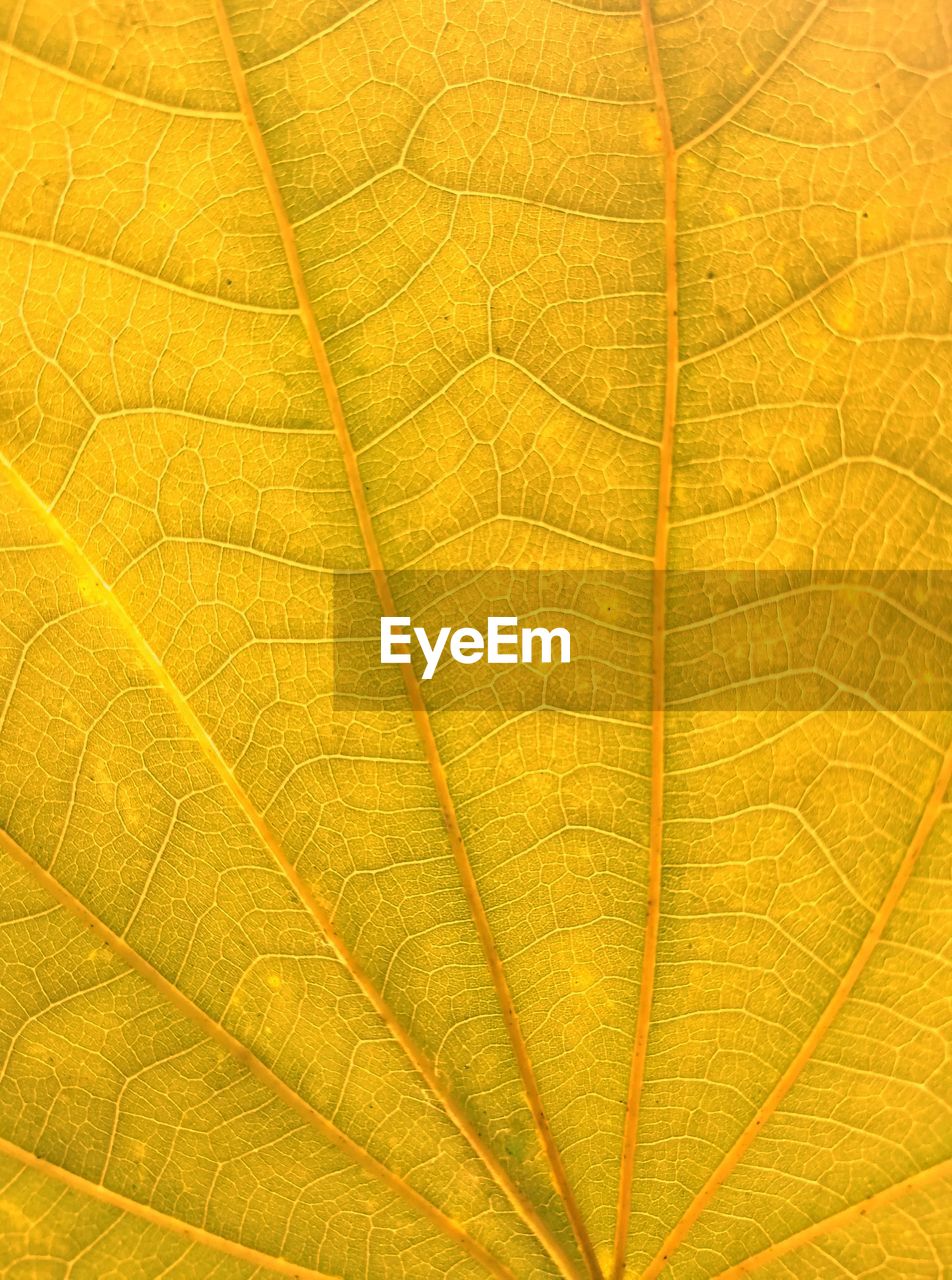 MACRO SHOT OF YELLOW LEAF