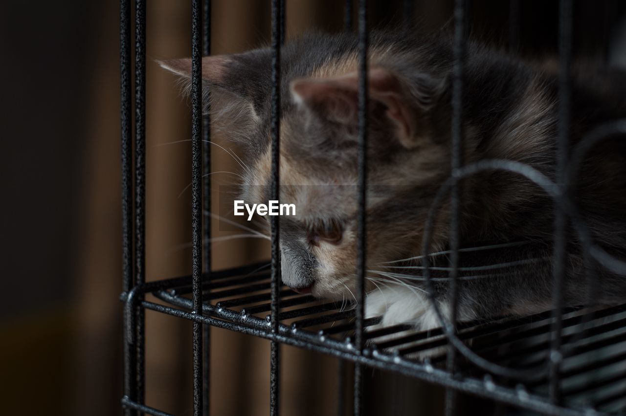 Close-up of a cat looking away