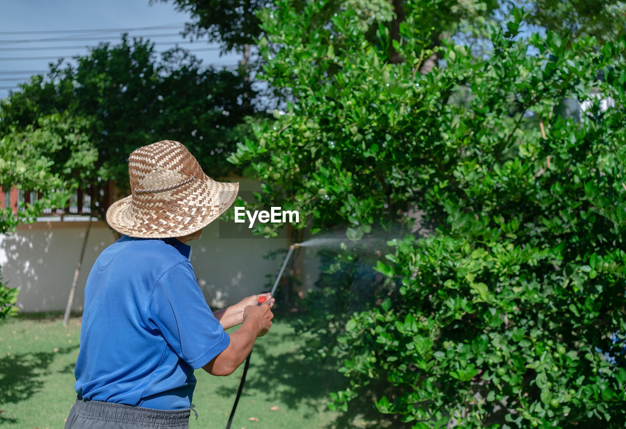 Senior farmer spray organic insecticide to lime tree in orchard