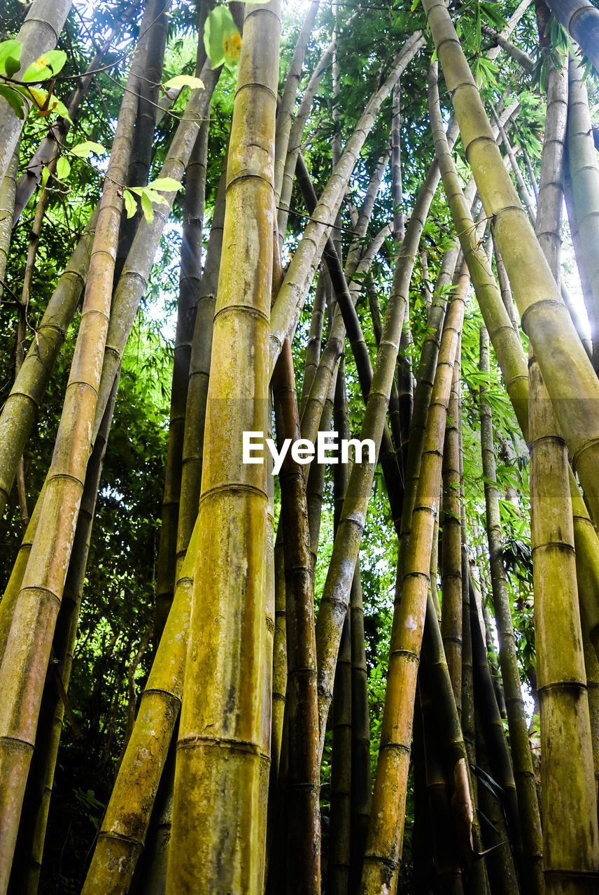 CLOSE-UP OF BAMBOO TREES IN FOREST