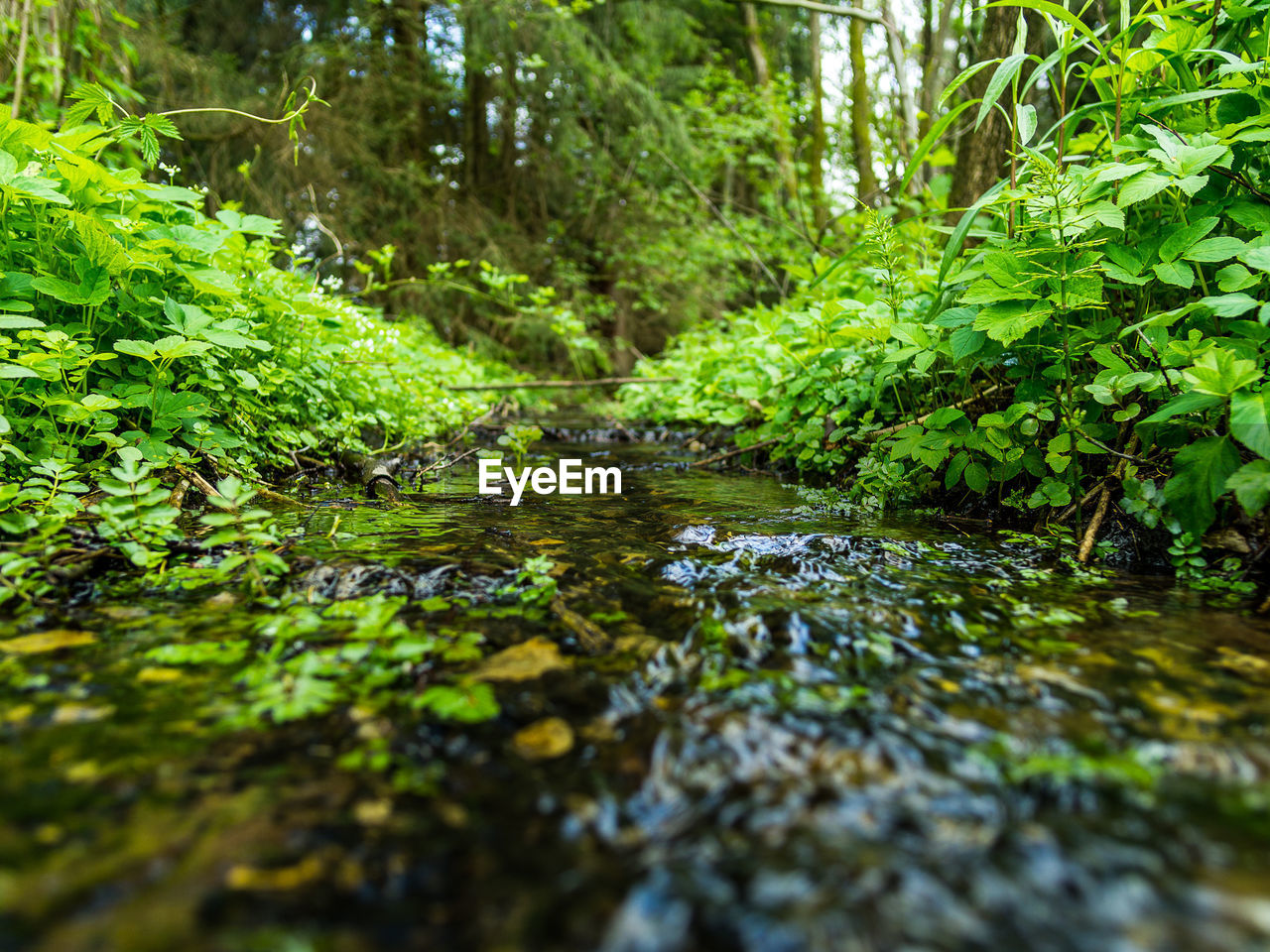 WATER FLOWING IN FOREST