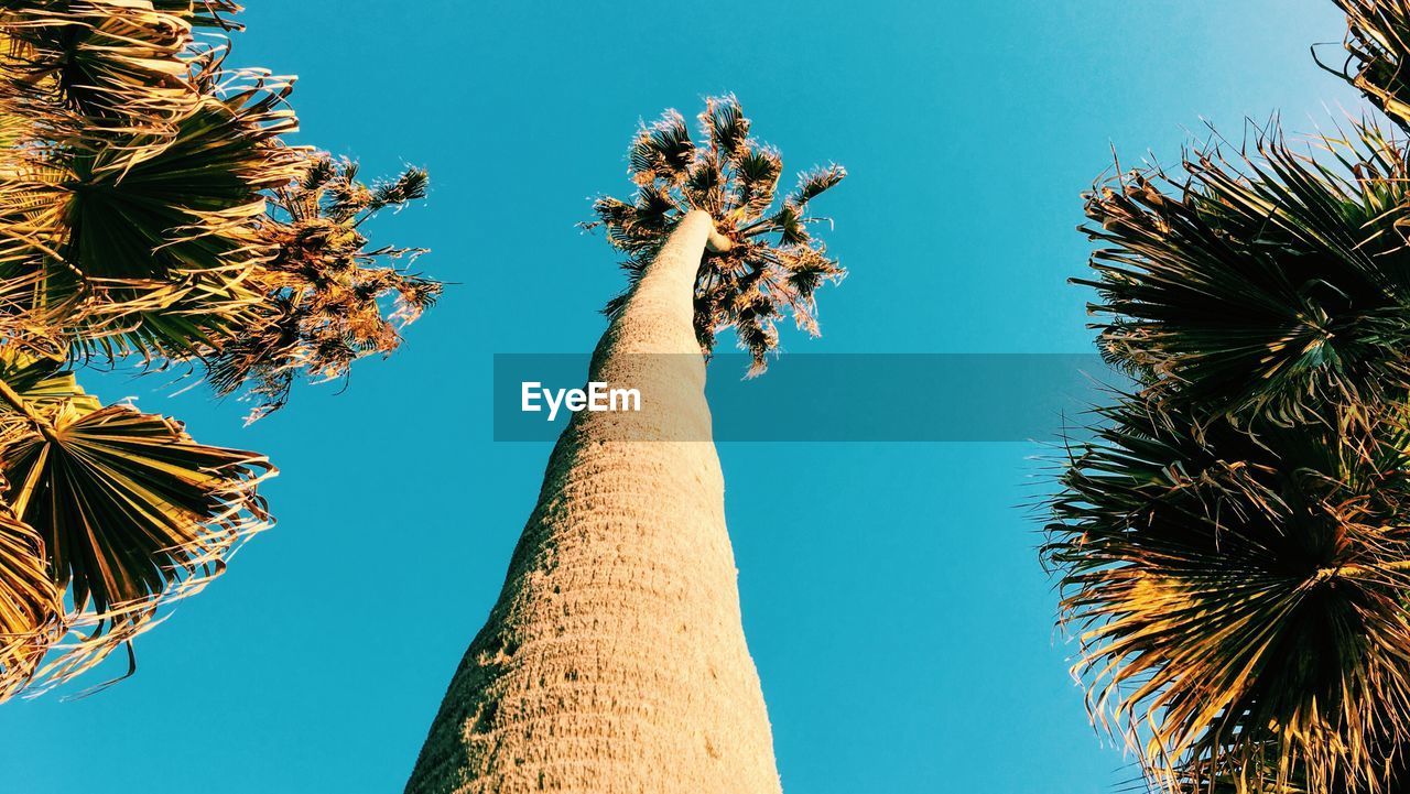 LOW ANGLE VIEW OF COCONUT PALM TREES AGAINST CLEAR BLUE SKY