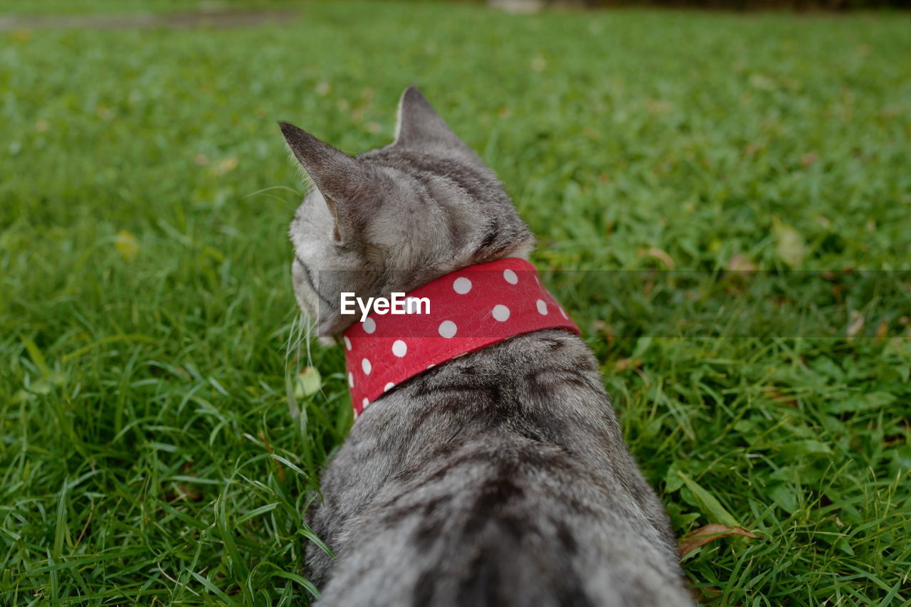 CAT STANDING ON GRASS