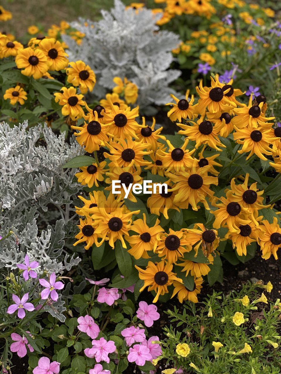 CLOSE-UP OF YELLOW FLOWERING PLANT