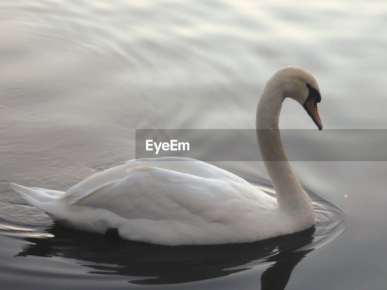 Swan swimming in lake