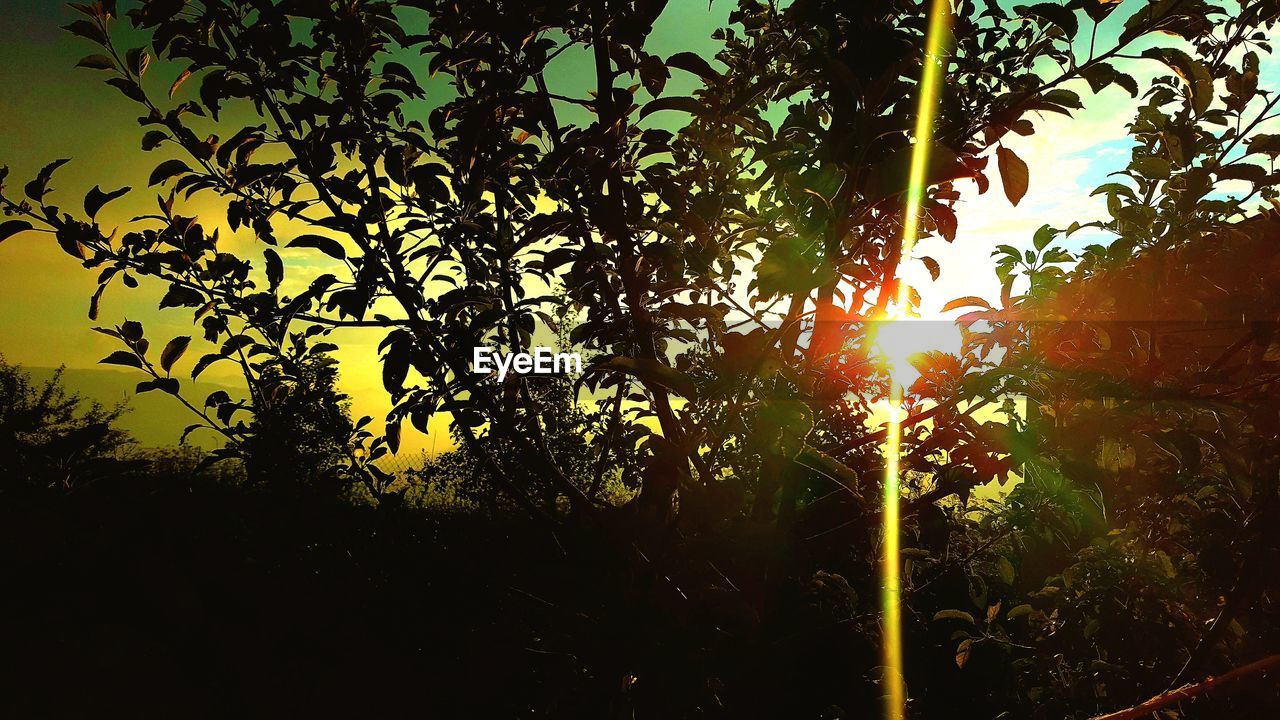 CLOSE-UP OF SILHOUETTE TREES AGAINST SKY DURING SUNSET