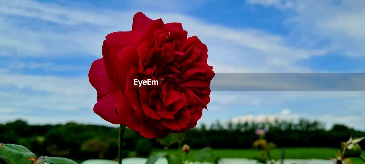 flower, flowering plant, plant, beauty in nature, red, nature, freshness, petal, flower head, inflorescence, rose, sky, cloud, fragility, close-up, leaf, plant part, growth, no people, focus on foreground, outdoors, day, environment, vibrant color